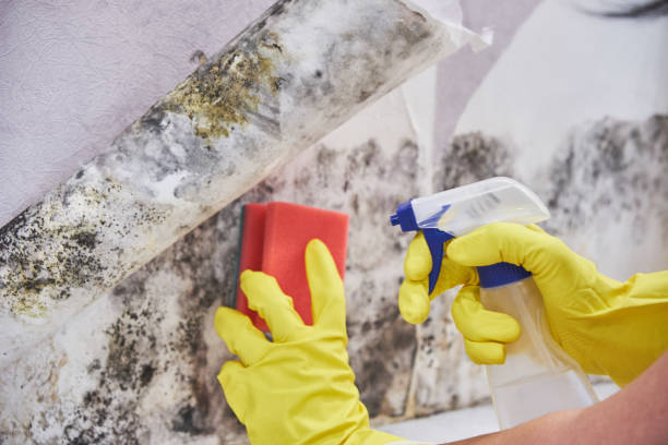 Best Mold Remediation for Healthcare Facilities in Schulenburg, TX